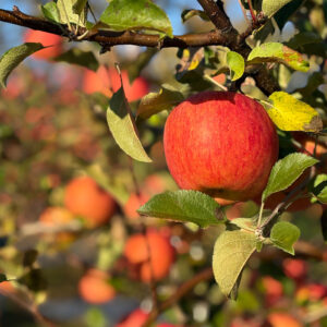 ALP ONLINE SHOP アルプの農園